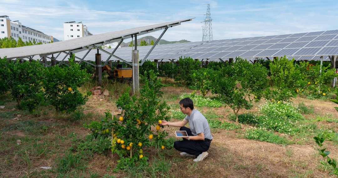 L’Agrovoltaico: la nuova soluzione sostenibile per l’agricoltura