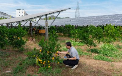 L’Agrovoltaico: la nuova soluzione sostenibile per l’agricoltura